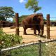 ホノルル動物園