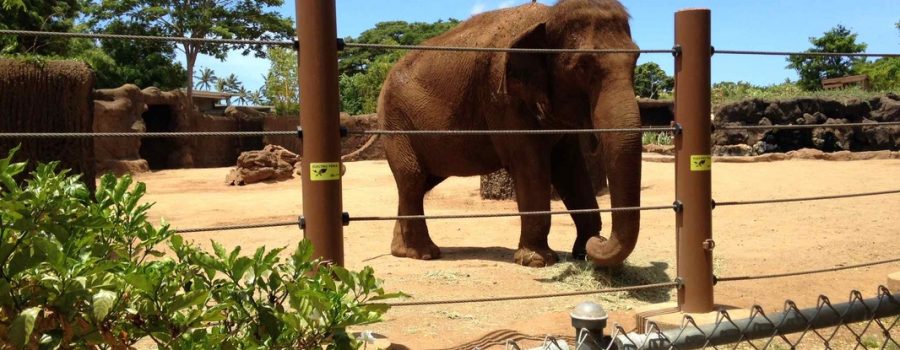 ホノルル動物園